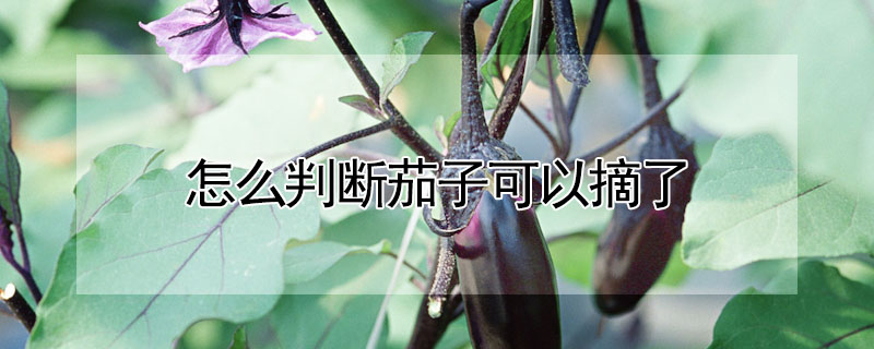 怎麼判斷茄子可以摘了