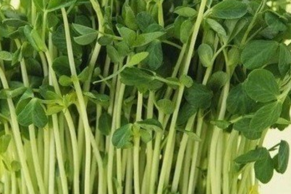 適合陽台水培的菜
