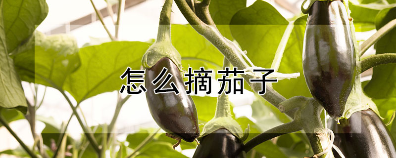 怎麼摘茄子
