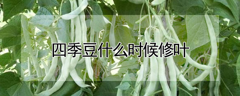 四季豆什麼時候修葉