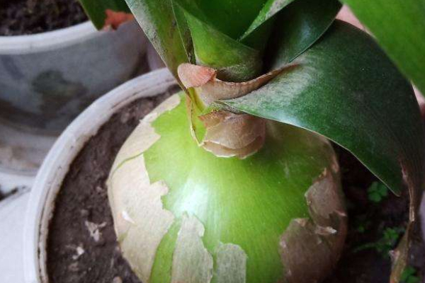 怎麼種盆栽洋蔥