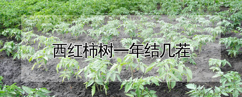 西紅柿樹一年結幾茬