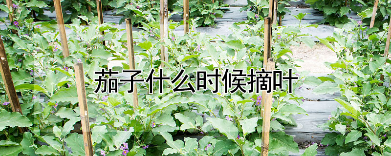 茄子什麼時候摘葉