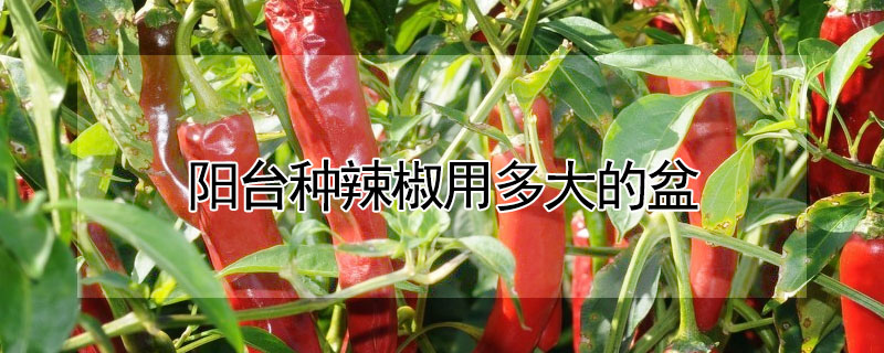 陽台種辣椒用多大的盆