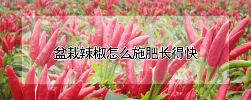 盆栽辣椒怎麼施肥長得快