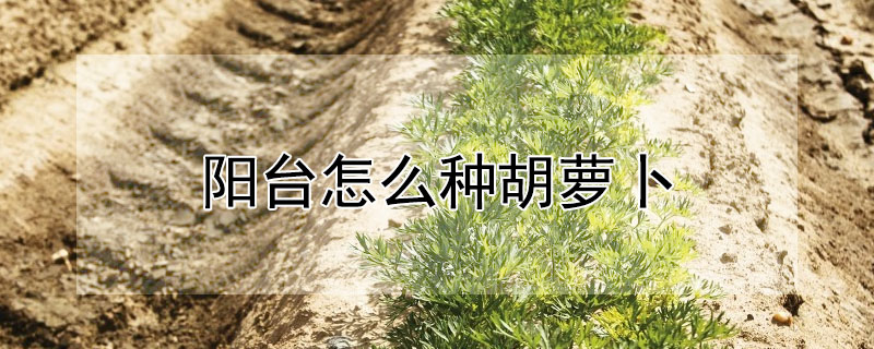 陽台怎麼種胡蘿卜