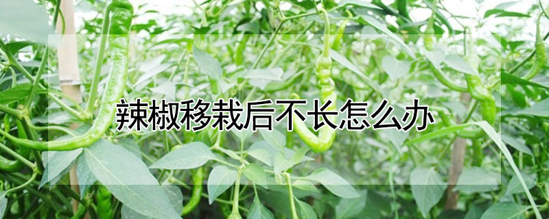 辣椒移栽後不長怎麼辦