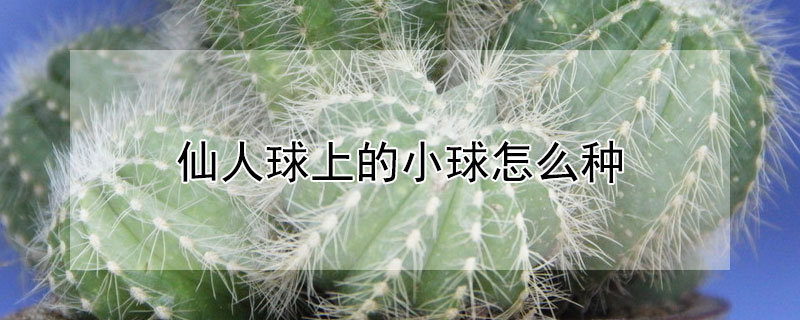 仙人球上的小球怎麼種