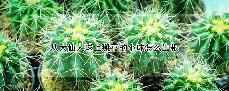 從大仙人球上掰下的小球怎麼生根