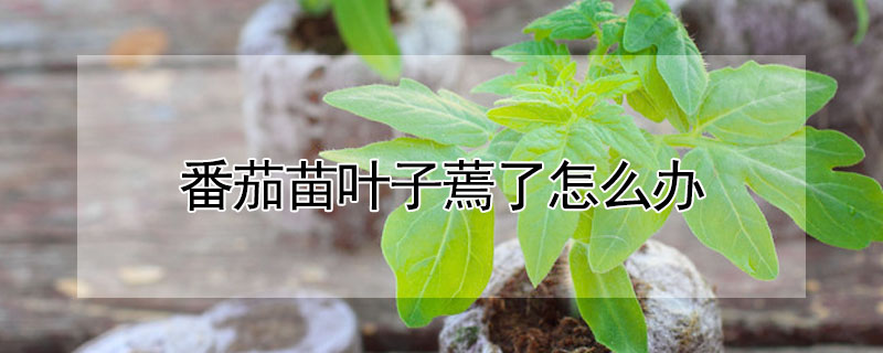 番茄苗葉子蔫了怎麼辦