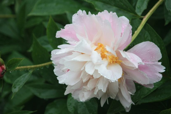 為什麼家裏不能種芍藥