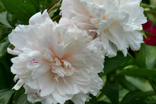 為什麼家裏不能種芍藥