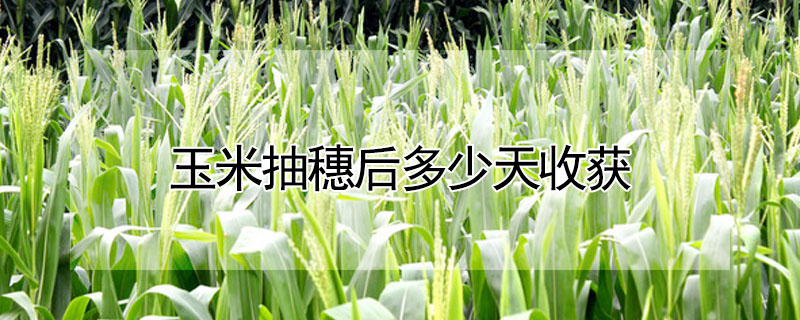玉米抽穗後多少天收獲