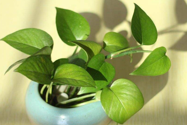 綠蘿水培根莖怎麼剪切