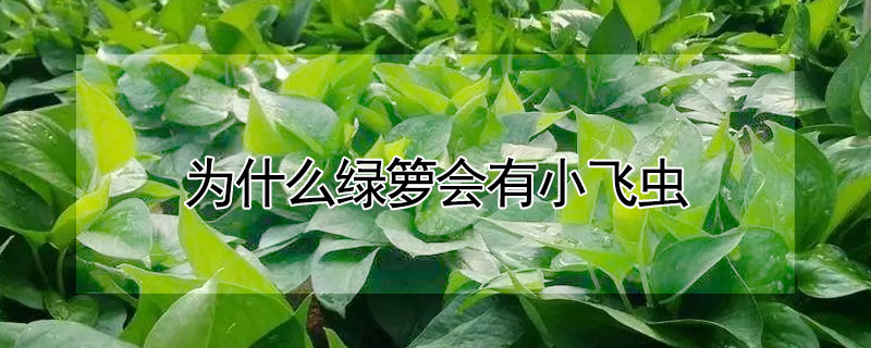 為什麼綠籮會有小飛蟲