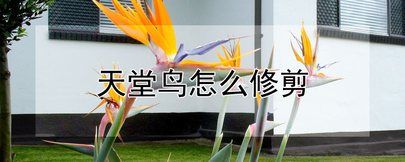 天堂鳥怎麼修剪