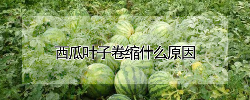 西瓜葉子卷縮什麼原因