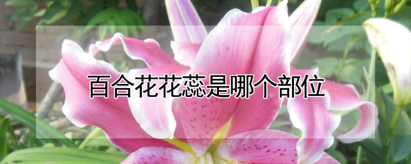 百合花花蕊是哪個部位