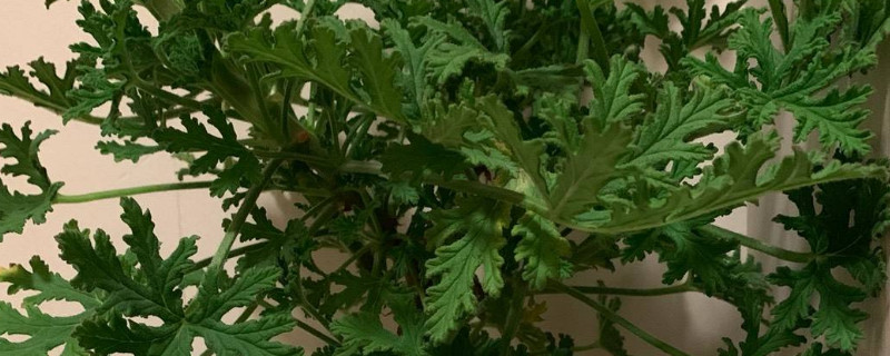 驅蚊草有幾種