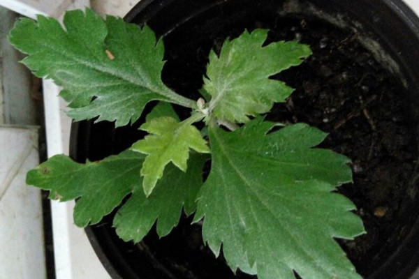 驅蚊草有幾種