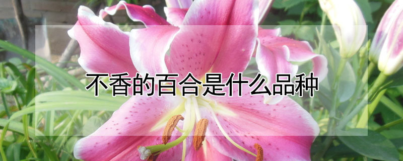 不香的百合是什麼品種