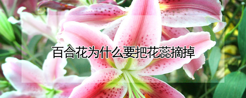 百合花為什麼要把花蕊摘掉