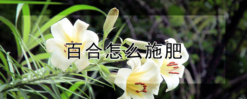 百合怎麼施肥