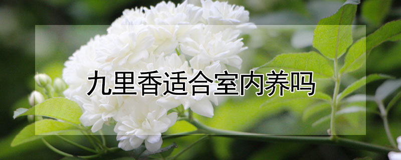 九裏香適合室內養嗎