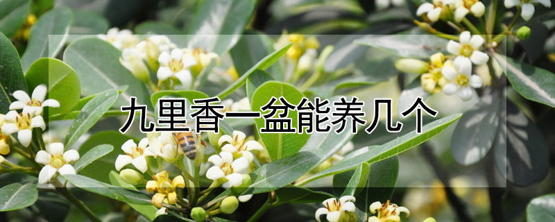 九裏香一盆能養幾個