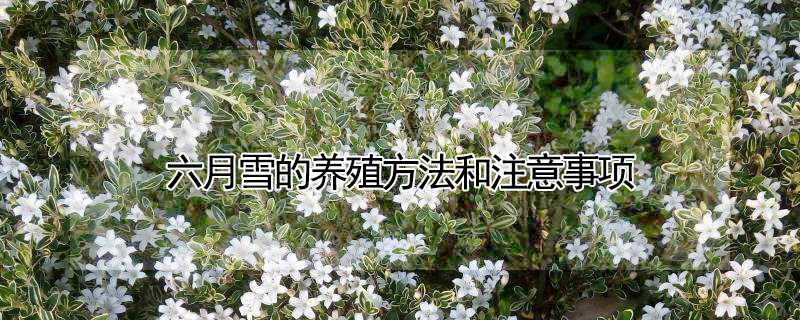 六月雪的養殖方法和注意事項