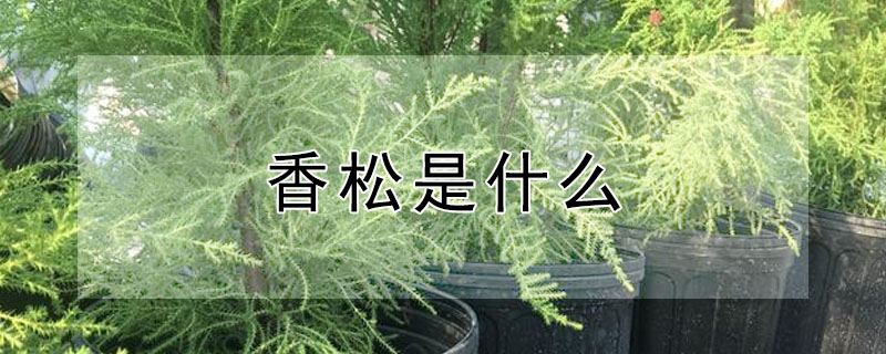 香鬆是什麼