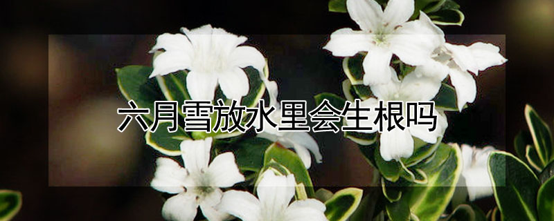 六月雪放水裏會生根嗎