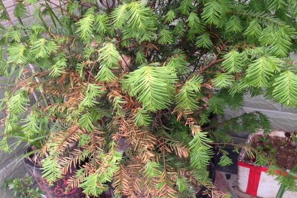 紅豆杉葉子幹枯怎麼辦