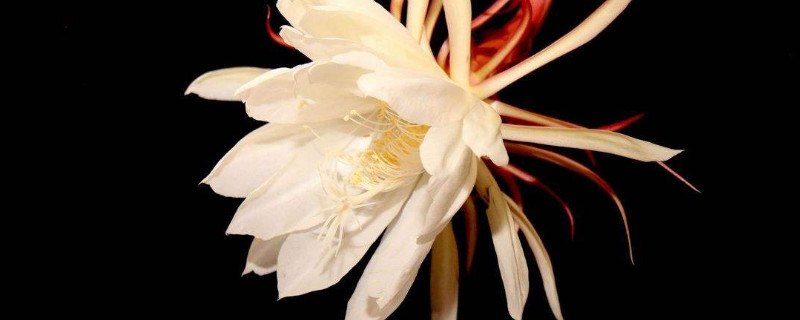曇花怎麼扡插