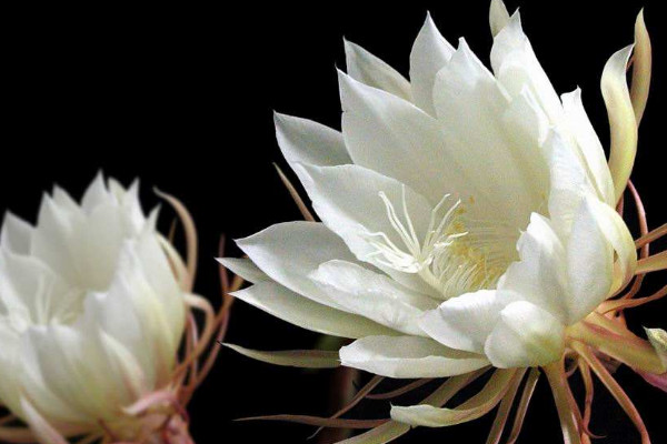 曇花怎麼扡插