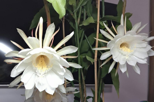 曇花怎麼扡插
