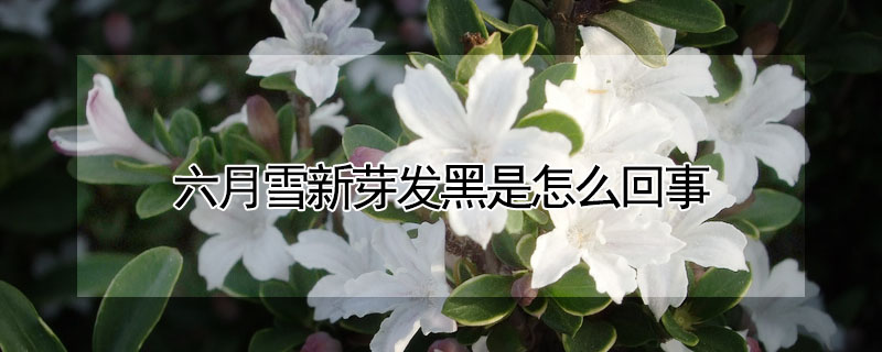 六月雪新芽發黑是怎麼回事