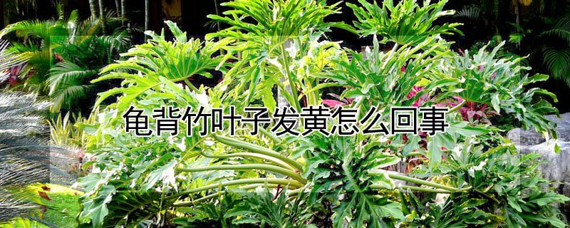 龜背竹葉子發黃怎麼回事