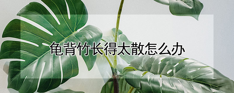 龜背竹長得太散怎麼辦