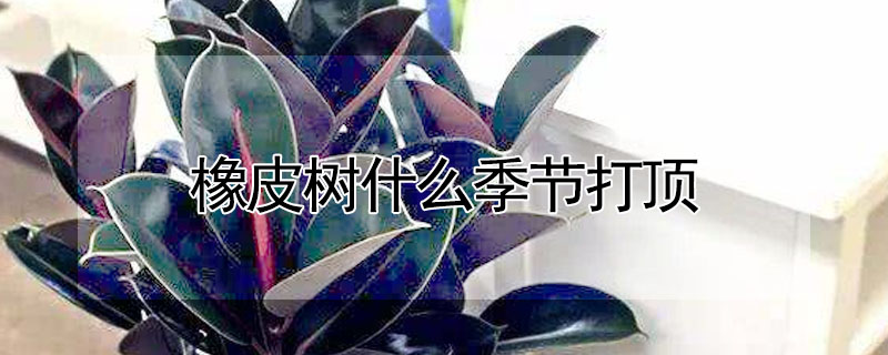 橡皮樹什麼季節打頂