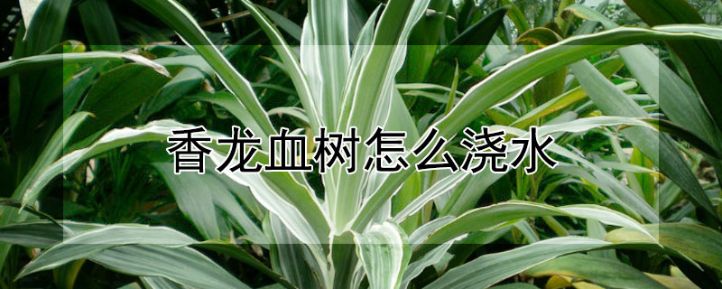 香龍血樹怎麼澆水