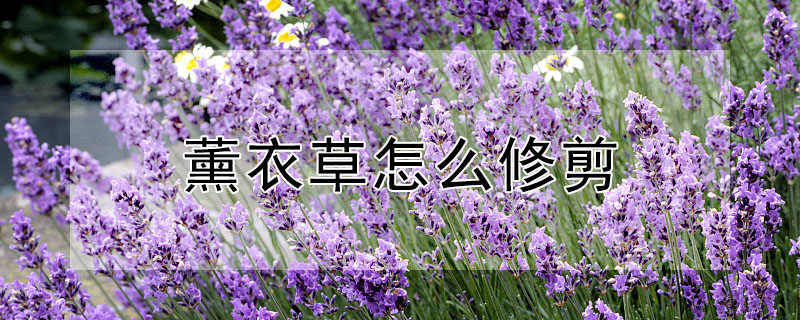 薰衣草怎麼修剪