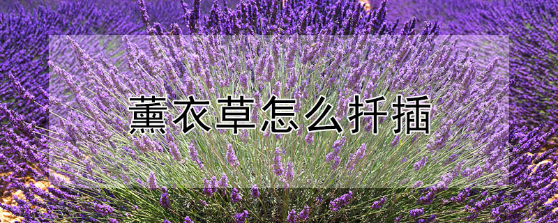 薰衣草怎麼扡插