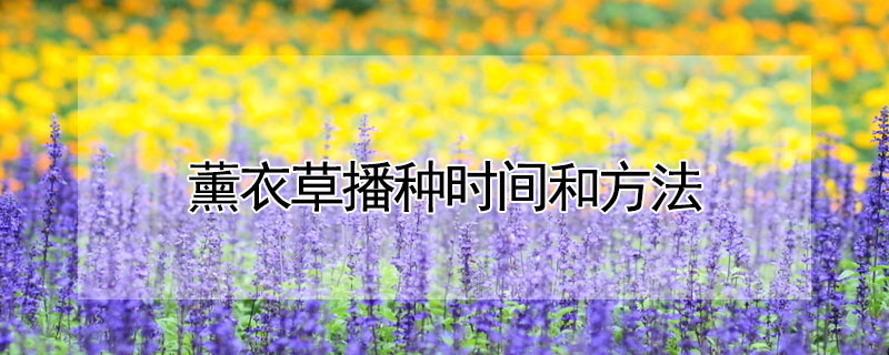 薰衣草播種時間和方法