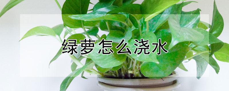 綠蘿怎麼澆水