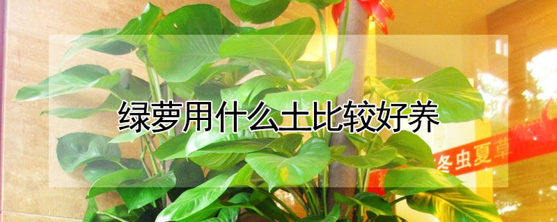 綠蘿用什麼土比較好養