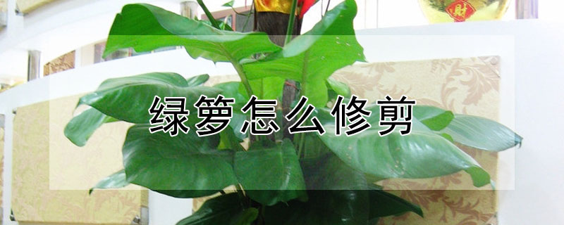 綠籮怎麼修剪