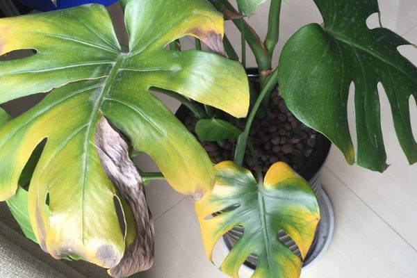 盆栽葉子發黃怎麼辦