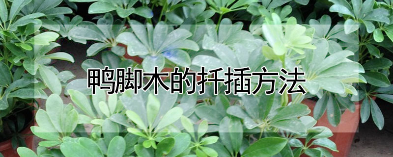 鴨腳木的扡插方法