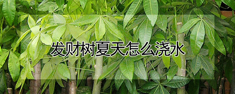 發財樹夏天怎麼澆水